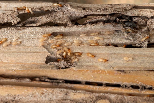 Best Termite Control Services  in Horton, KS