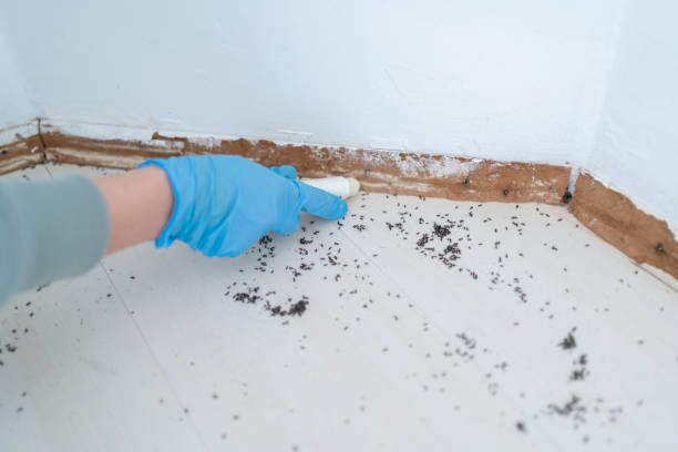 Best Flea Control Services  in Horton, KS
